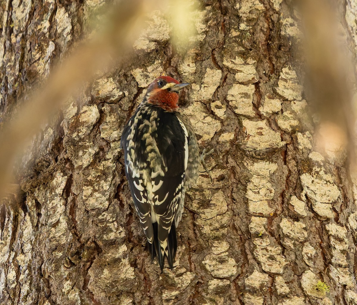 Red-breasted Sapsucker - ML642691394