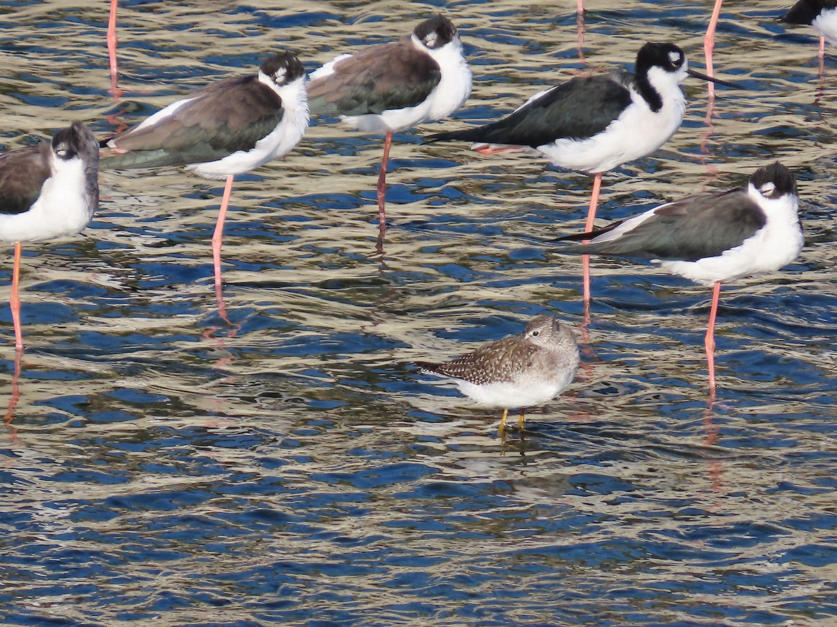 Lesser Yellowlegs - ML642691396