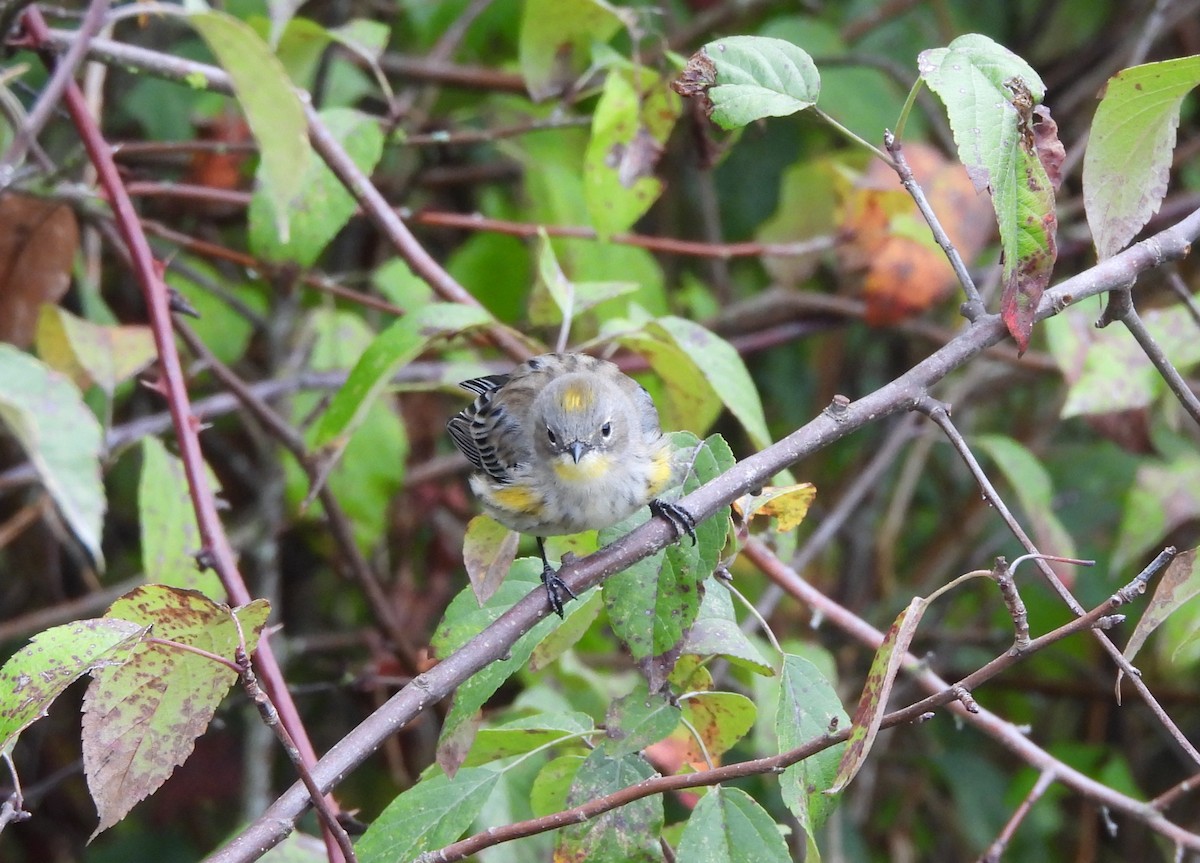 Yellow-rumped Warbler (Audubon's) - ML642691408