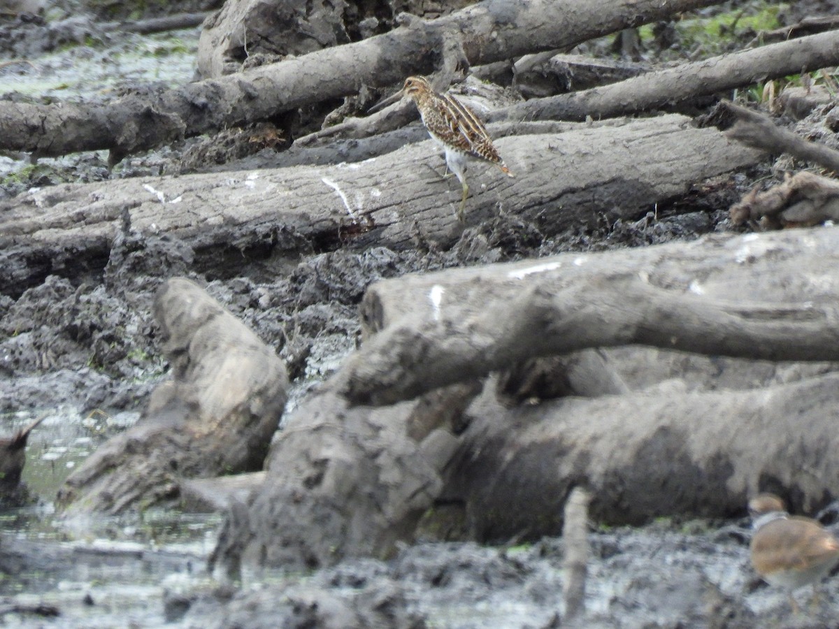 Wilson's Snipe - ML642691411