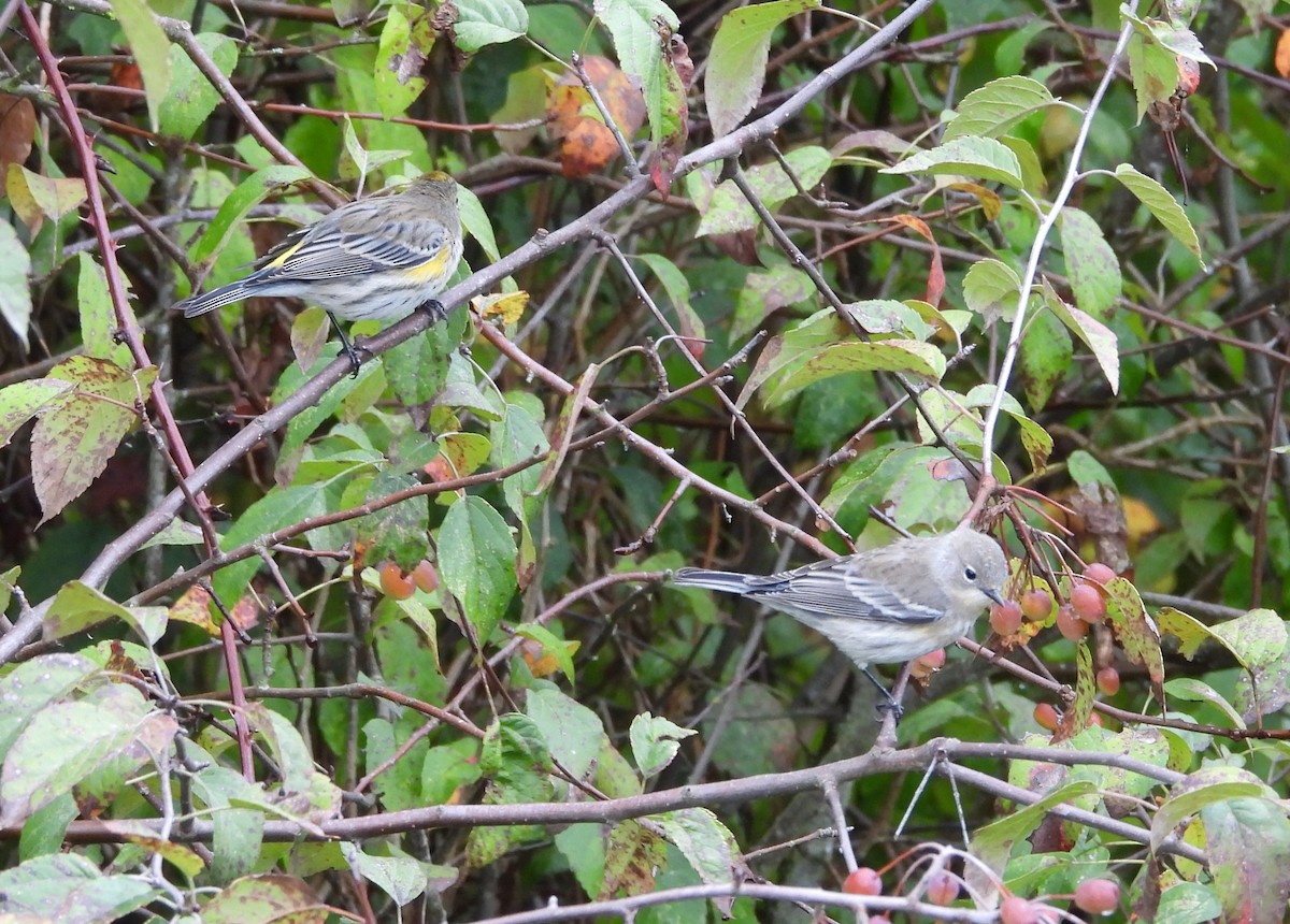 Yellow-rumped Warbler (Audubon's) - ML642691412