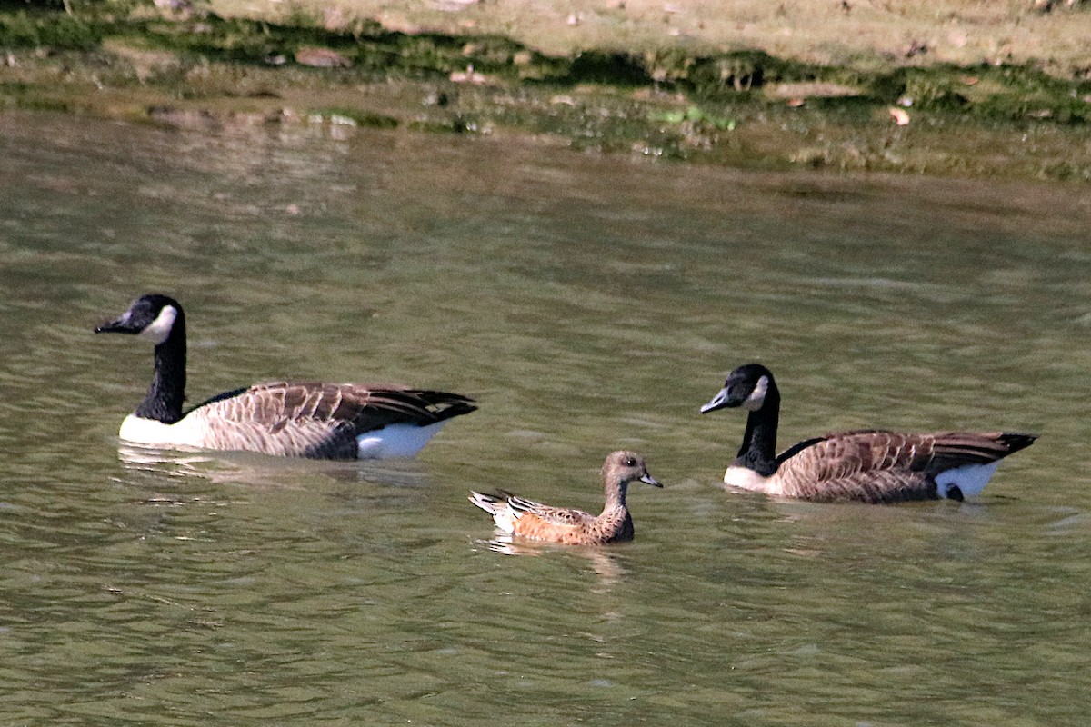 American Wigeon - ML642691415