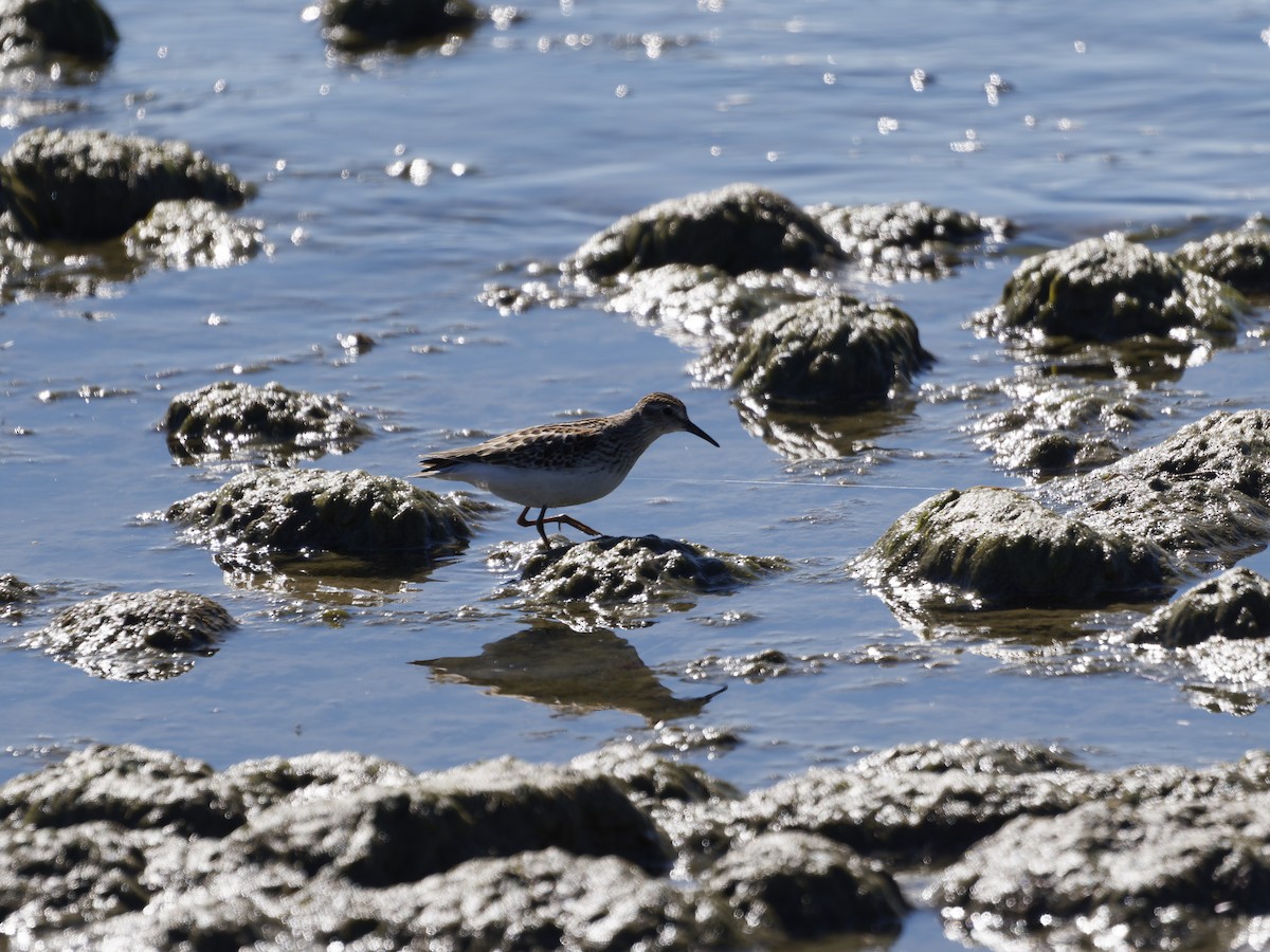 Spotted Sandpiper - ML642691417