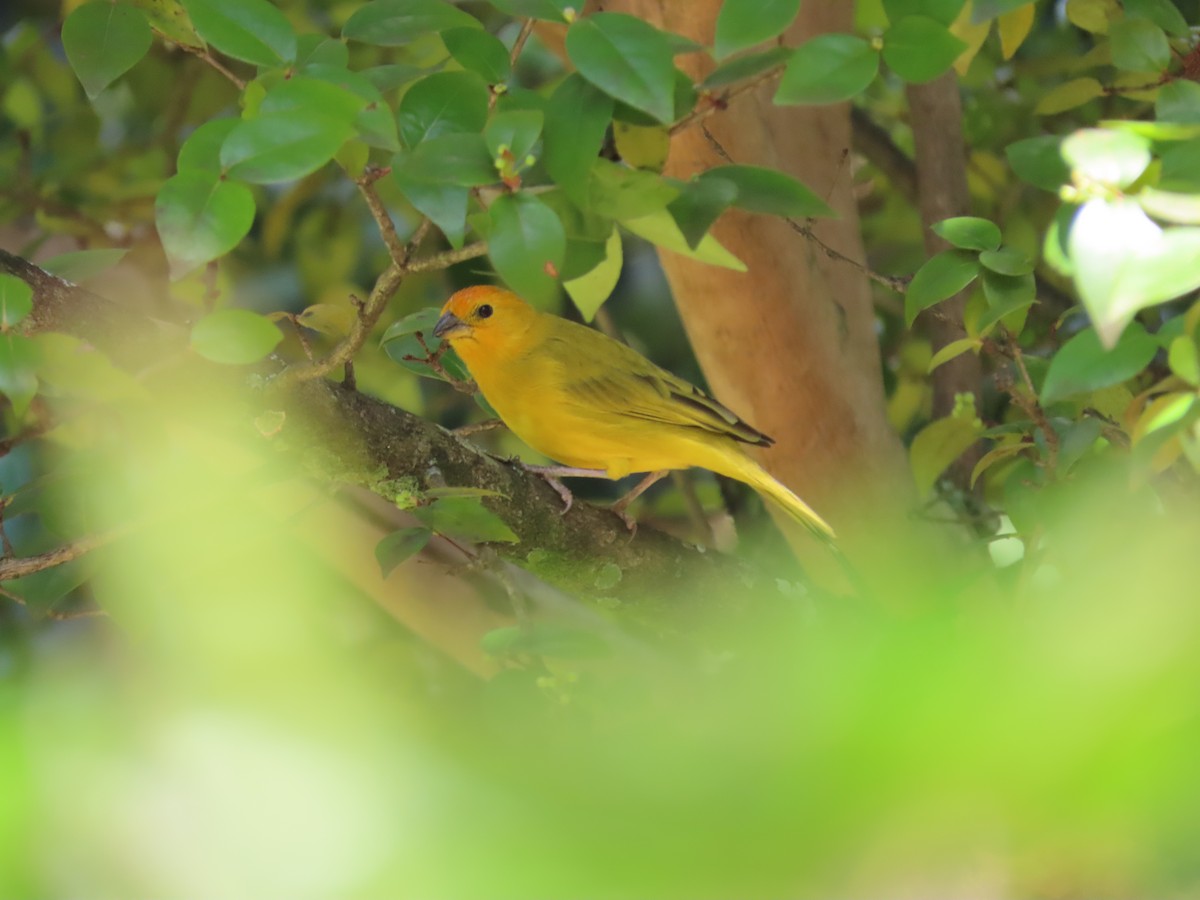 Saffron Finch - ML642691418