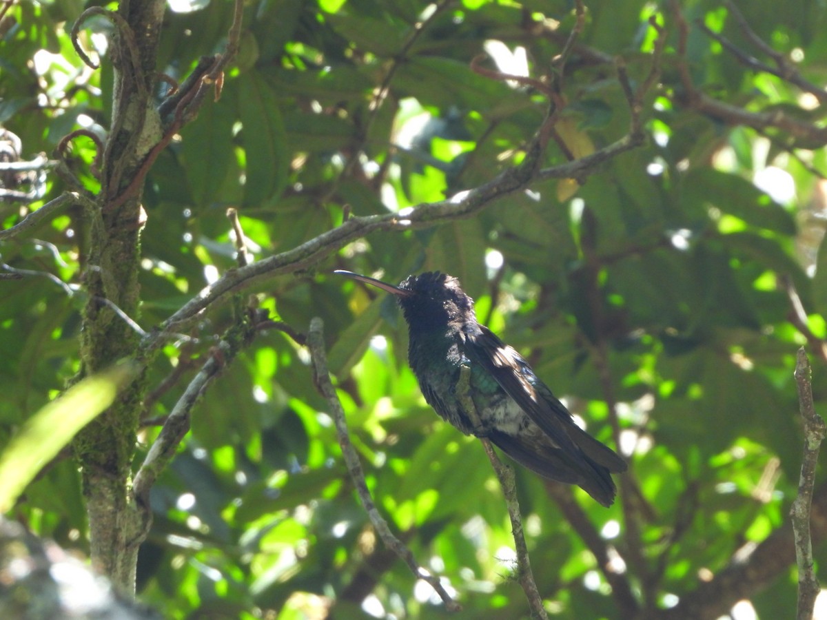Golden-tailed Sapphire - ML642691419