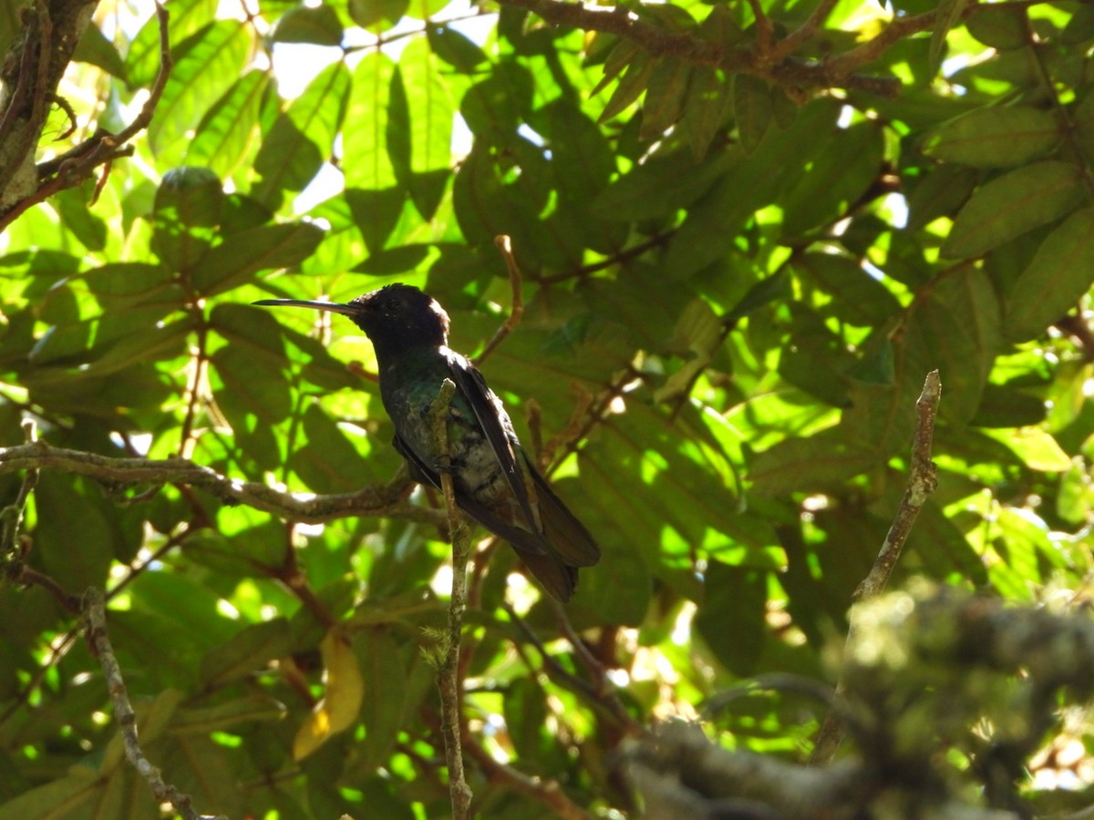 Golden-tailed Sapphire - ML642691420