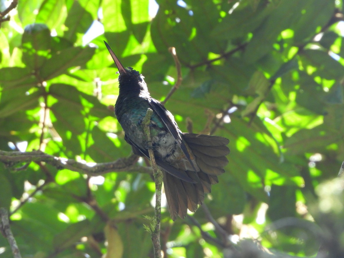 Golden-tailed Sapphire - ML642691421