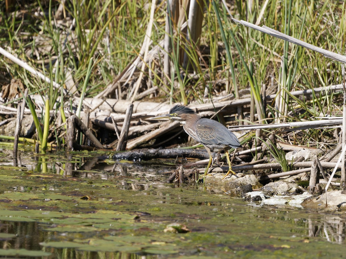 Green Heron - ML642691426