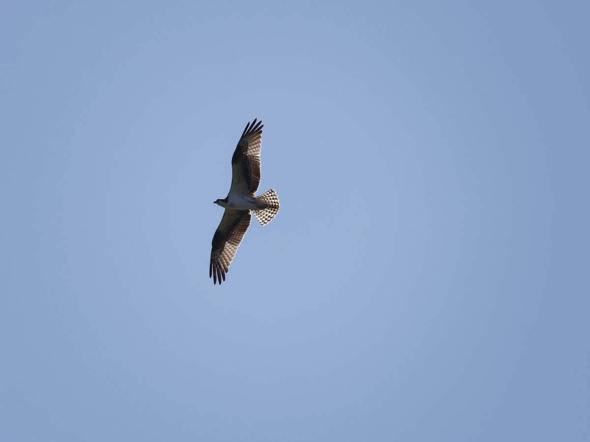 Osprey - ML642691435
