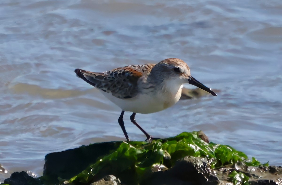 Western Sandpiper - ML642691436