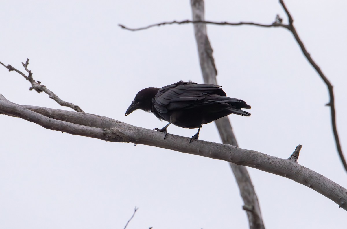 American Crow - ML642691441