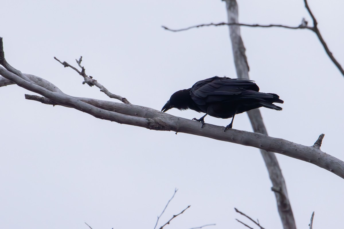 American Crow - ML642691442