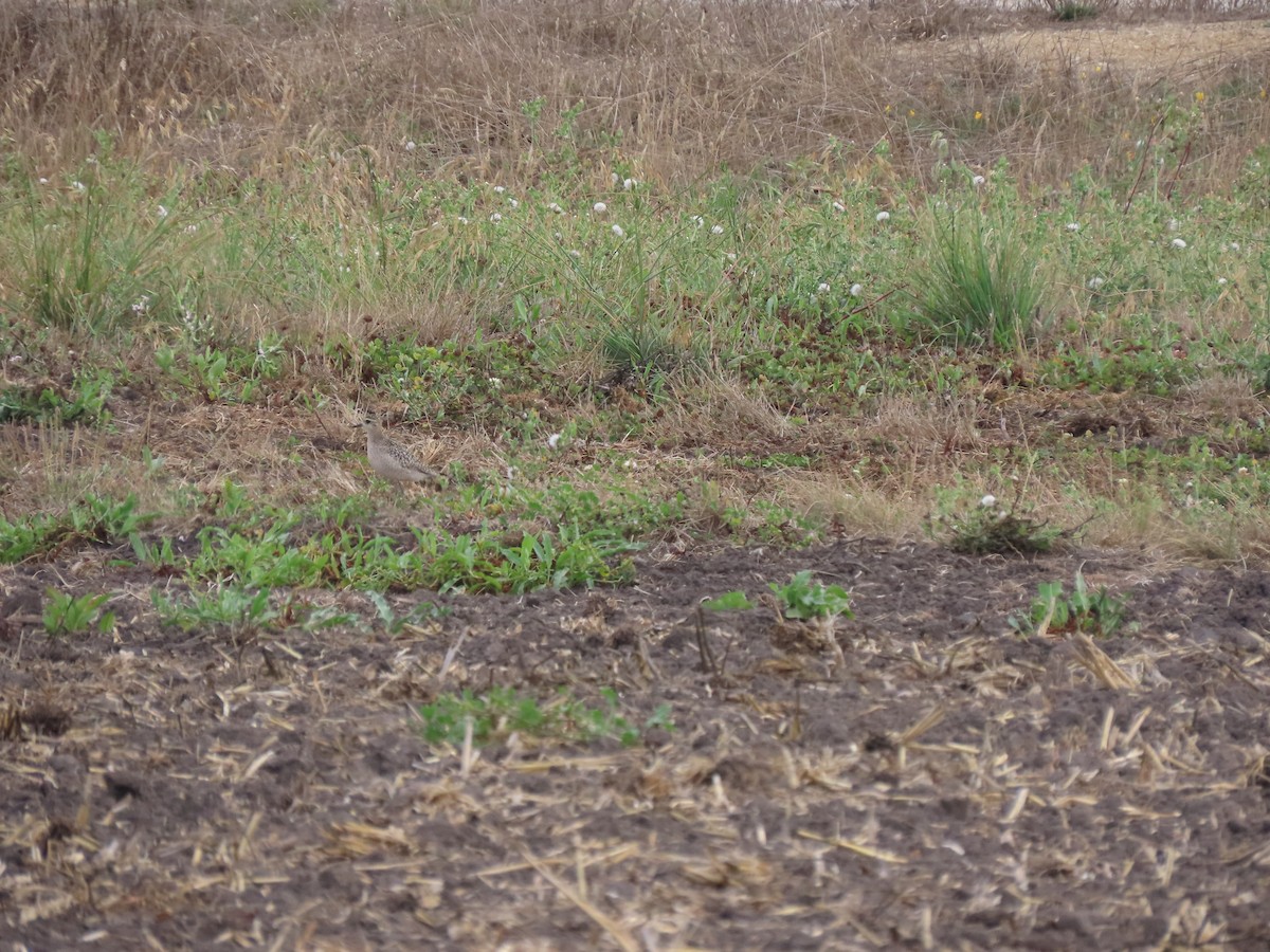 Killdeer - ML642691443