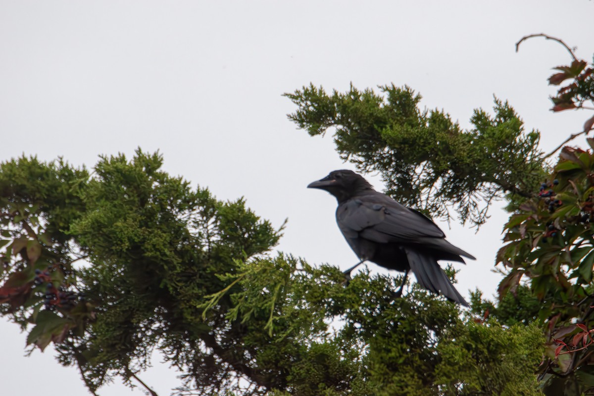 American Crow - ML642691445