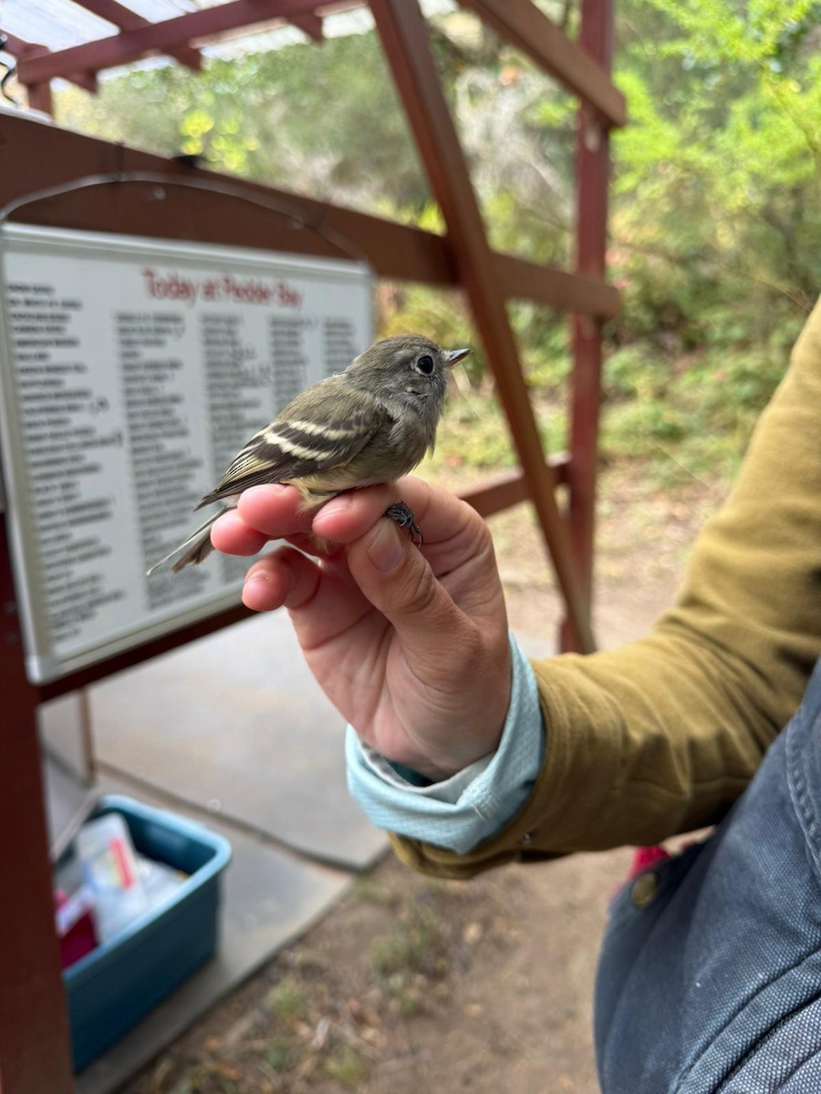 Hammond's Flycatcher - ML642691446