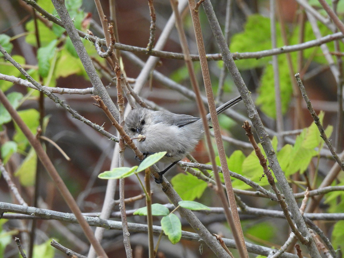 Bushtit - ML642691448