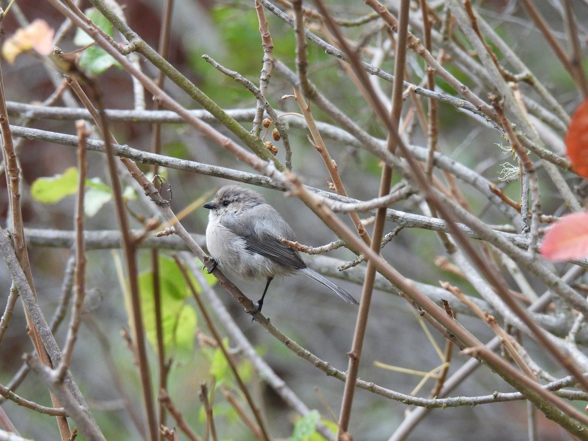 Bushtit - ML642691449