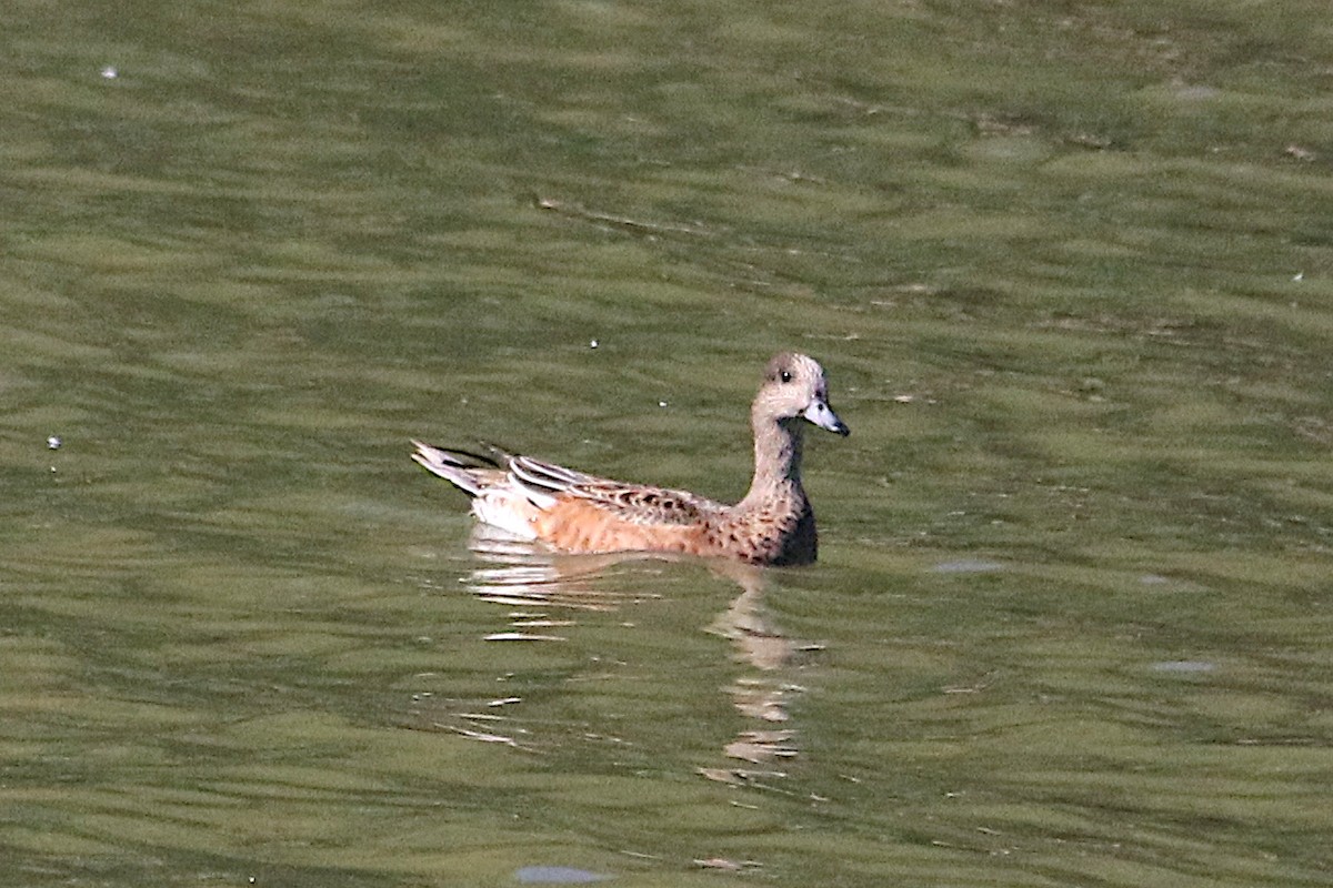 American Wigeon - ML642691450