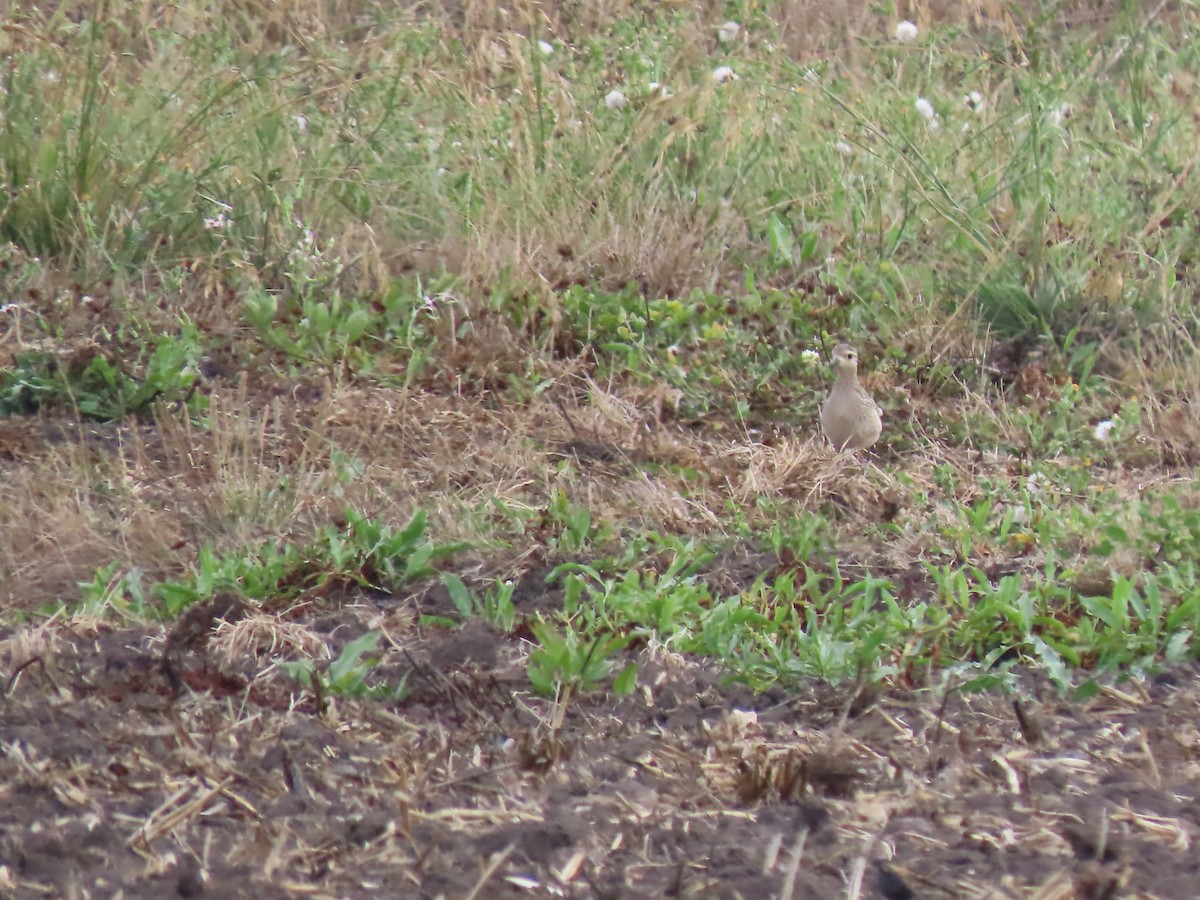 Killdeer - ML642691451