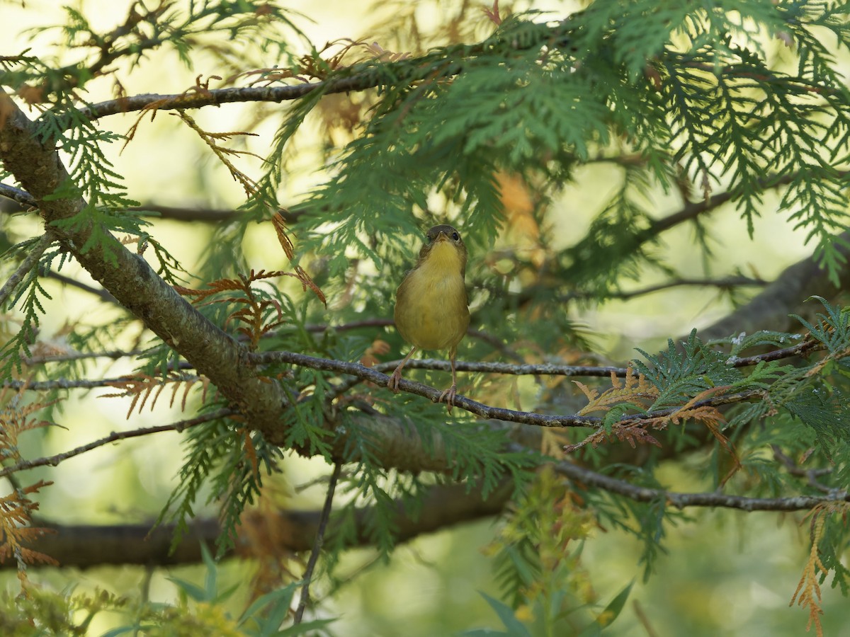 Common Yellowthroat - ML642691452