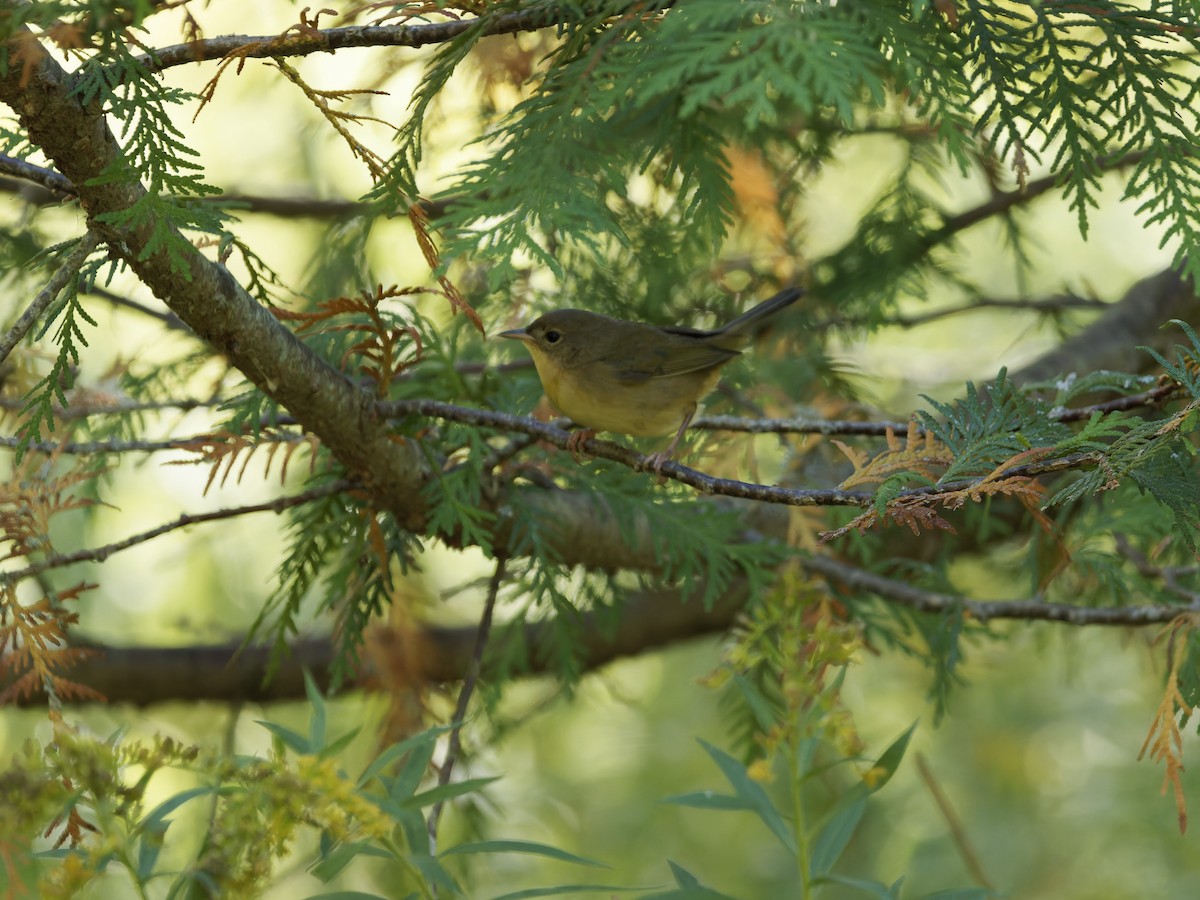 Common Yellowthroat - ML642691453