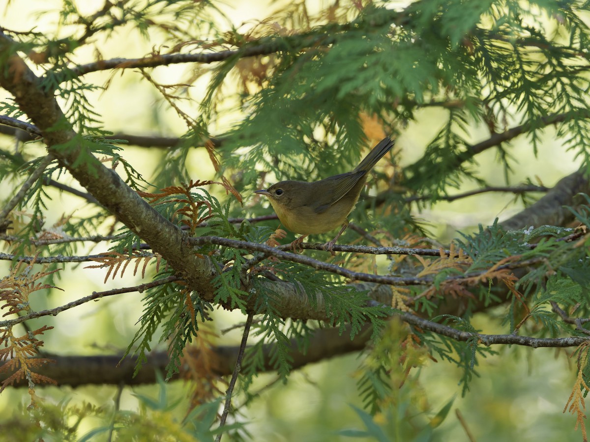 Common Yellowthroat - ML642691454