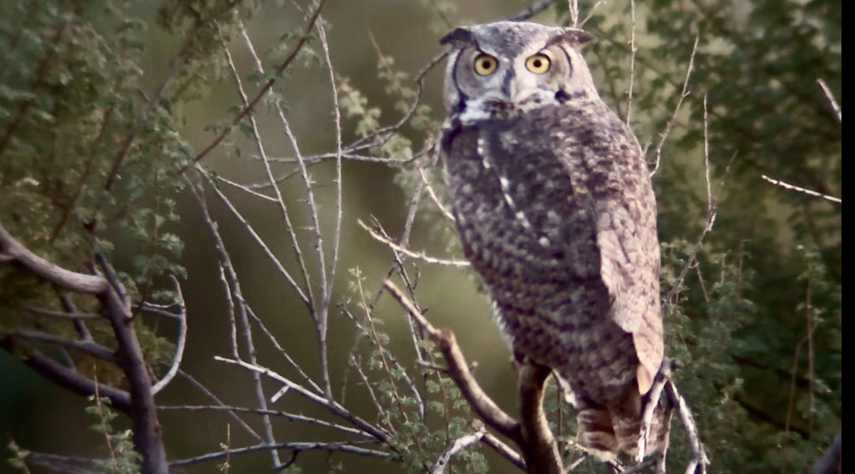 Great Horned Owl - ML642691458