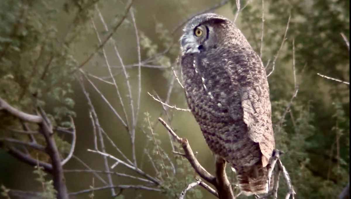 Great Horned Owl - ML642691459