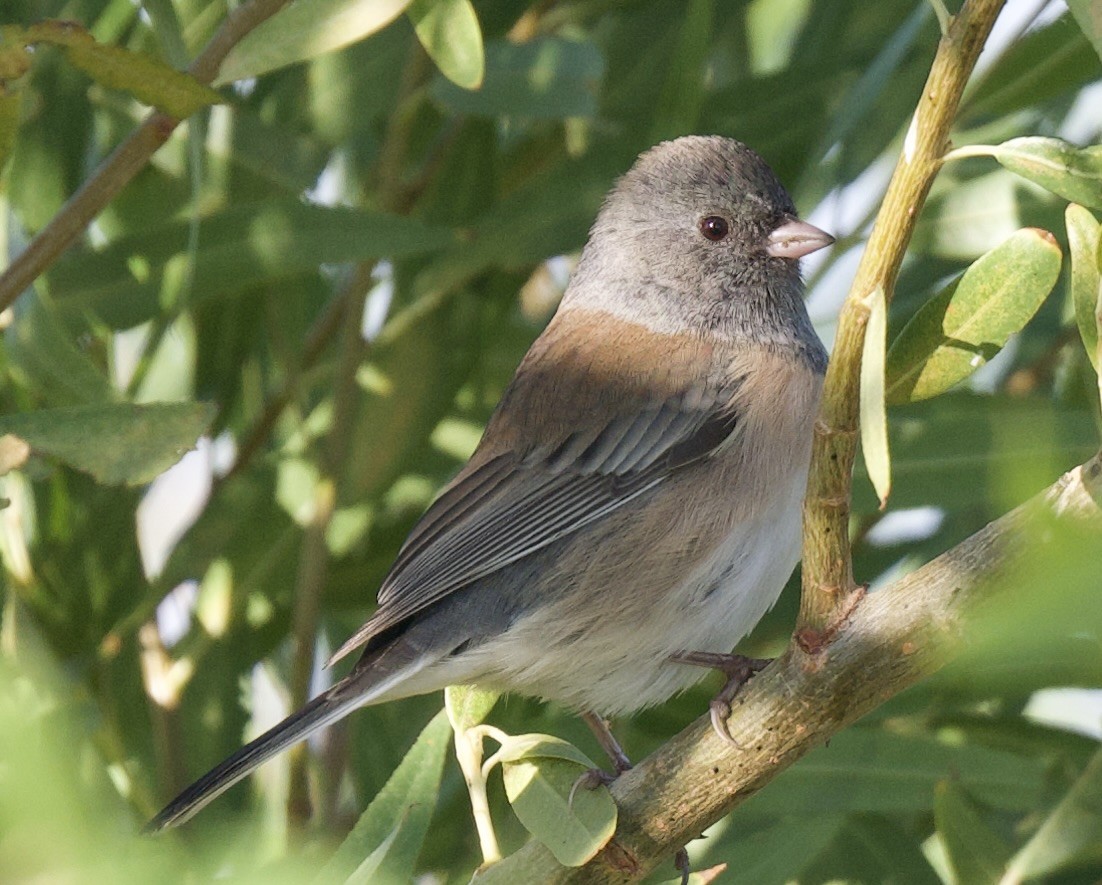 Dark-eyed Junco (Oregon) - ML642691460