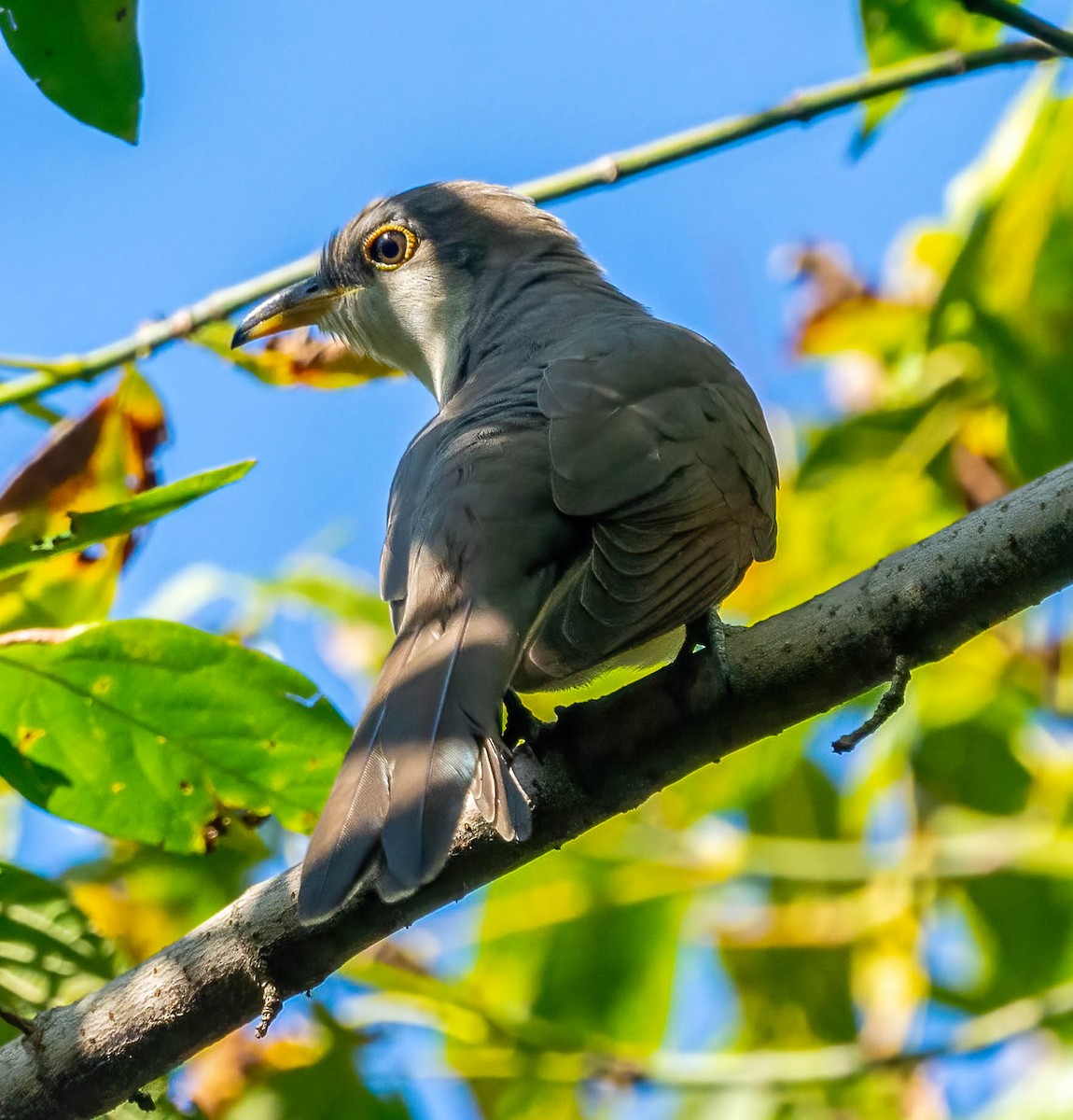 Yellow-billed Cuckoo - ML642691461