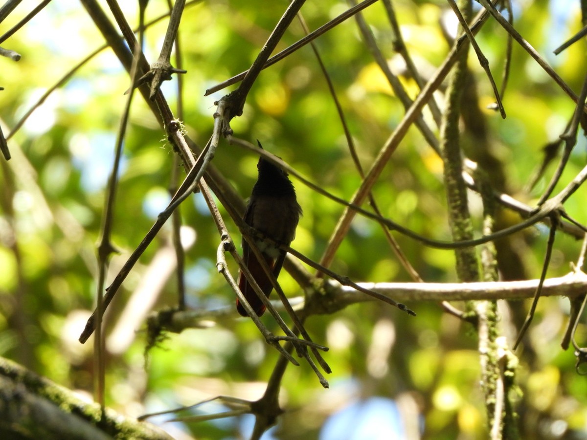 Ruby-topaz Hummingbird - ML642691462