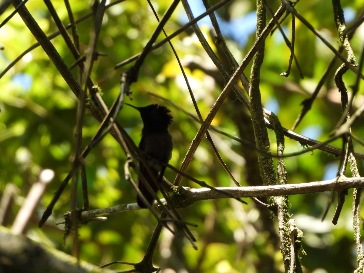 Ruby-topaz Hummingbird - ML642691463