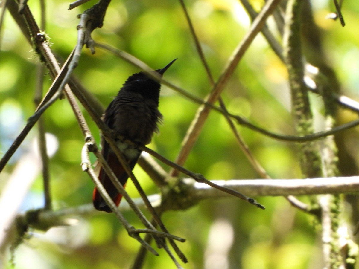 Ruby-topaz Hummingbird - ML642691464
