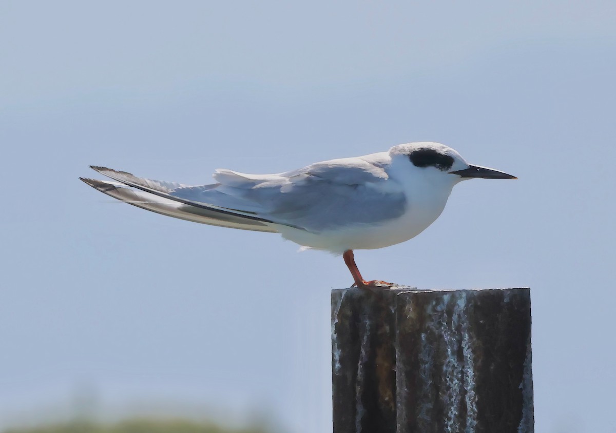 Forster's Tern - ML642691467