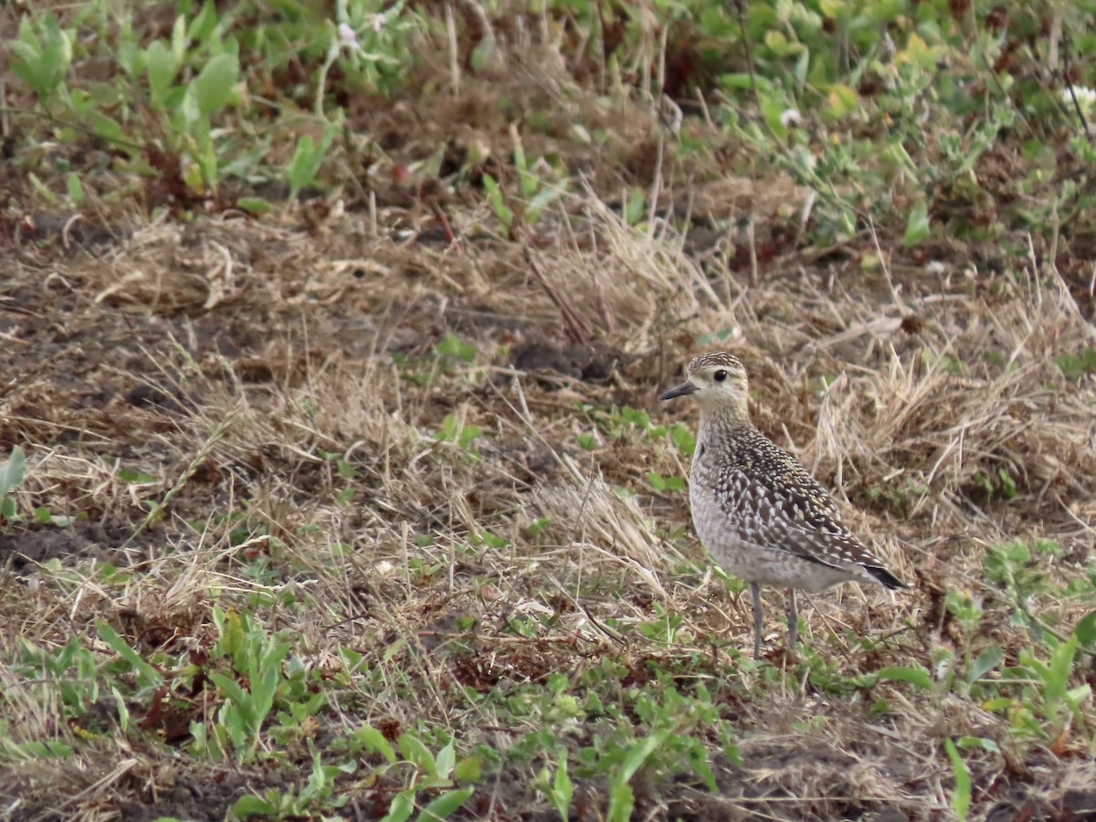 Killdeer - ML642691468
