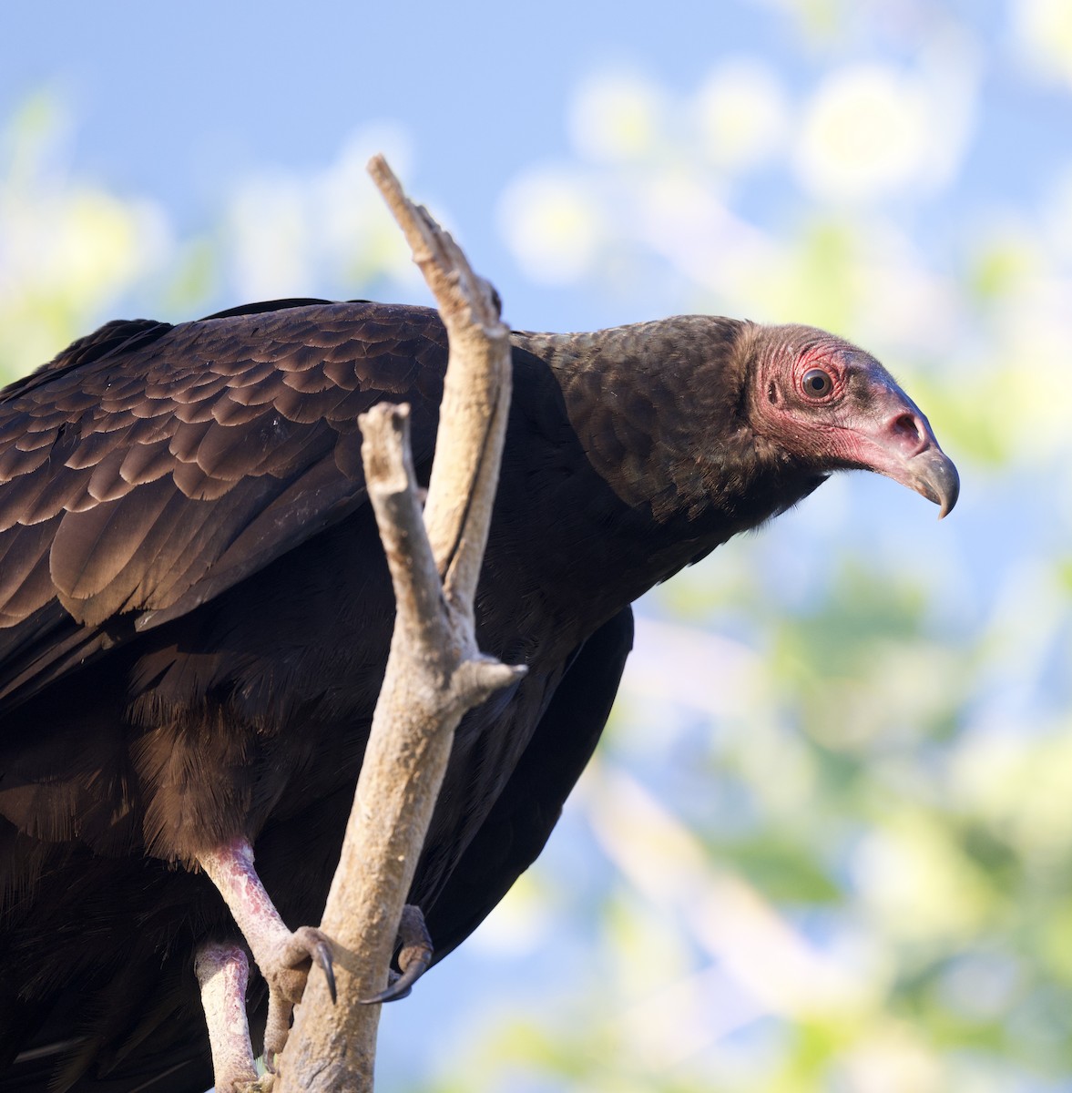 Turkey Vulture - ML642691469