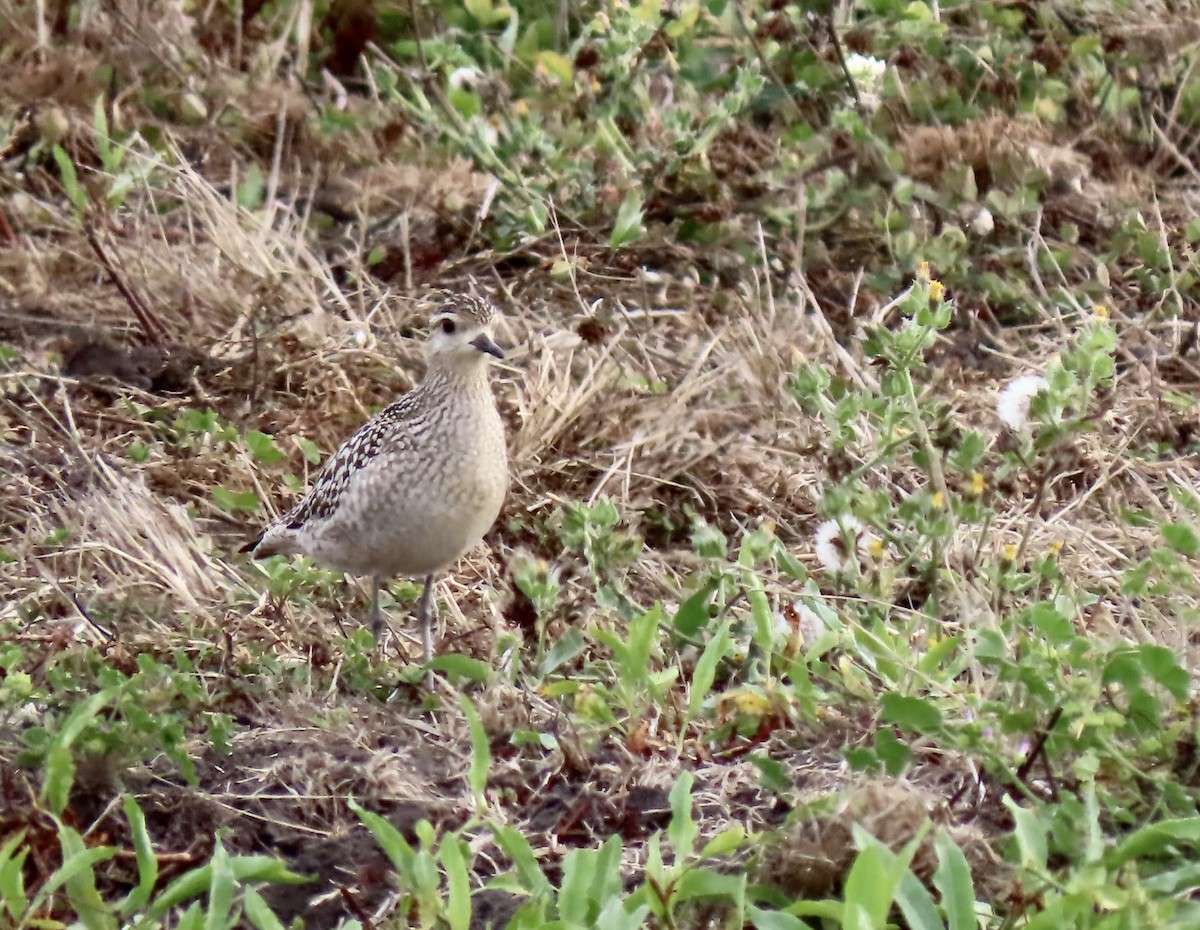 Killdeer - ML642691471