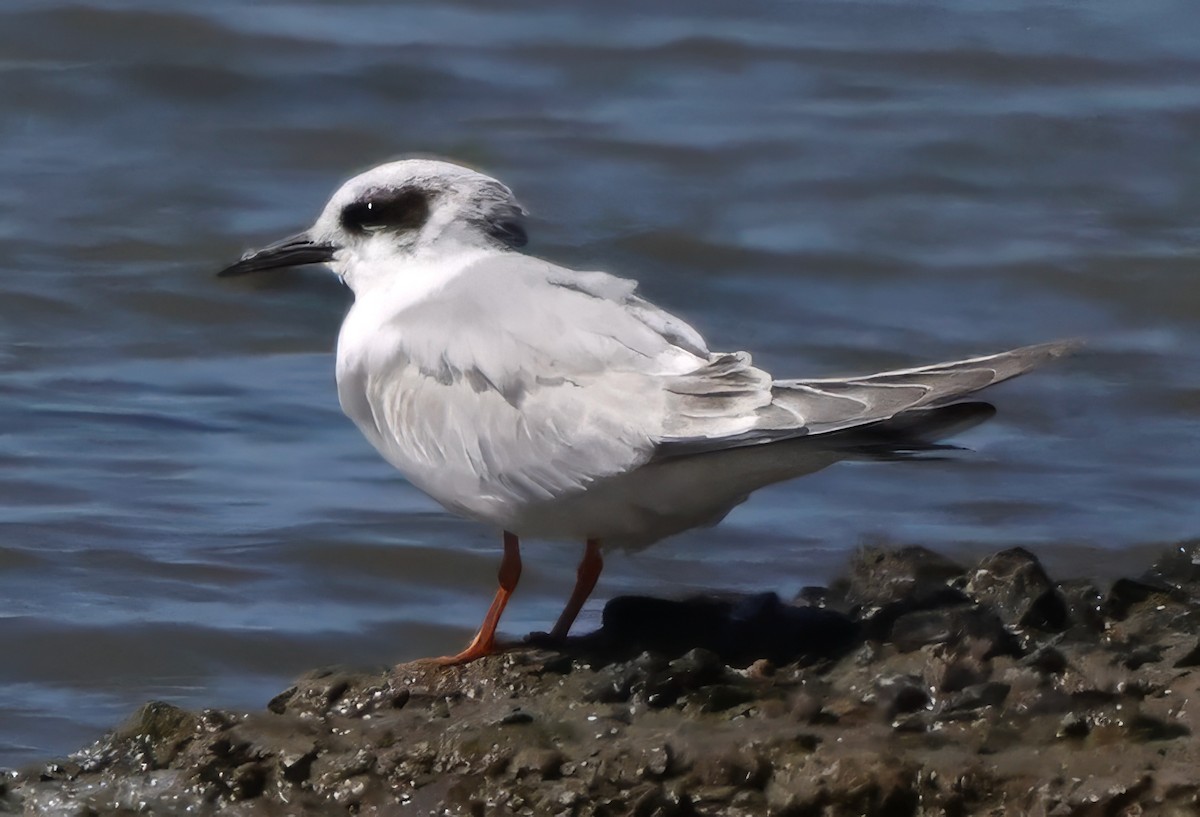 Forster's Tern - ML642691473