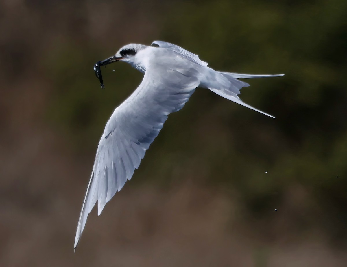 Forster's Tern - ML642691475