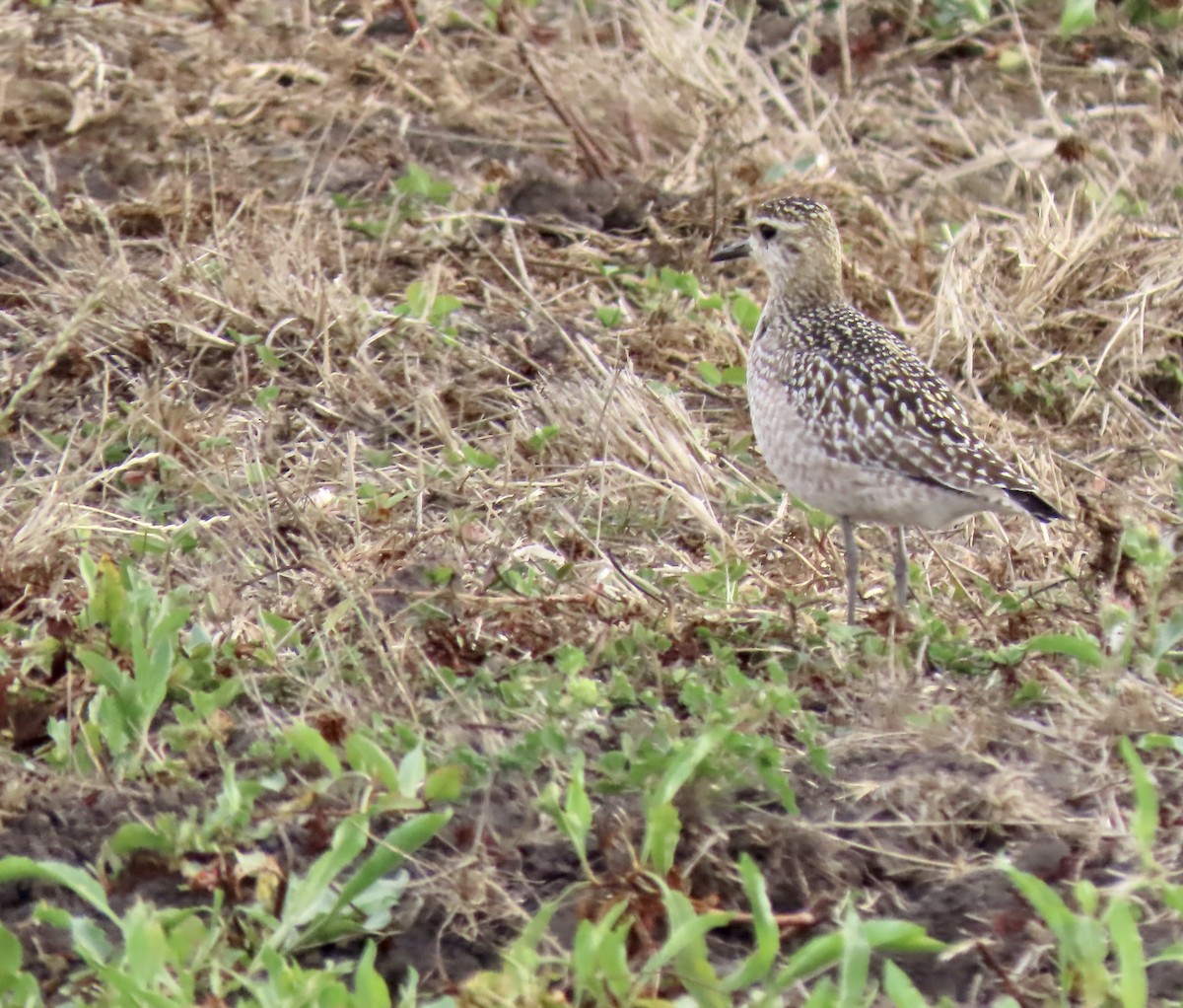 Killdeer - ML642691479