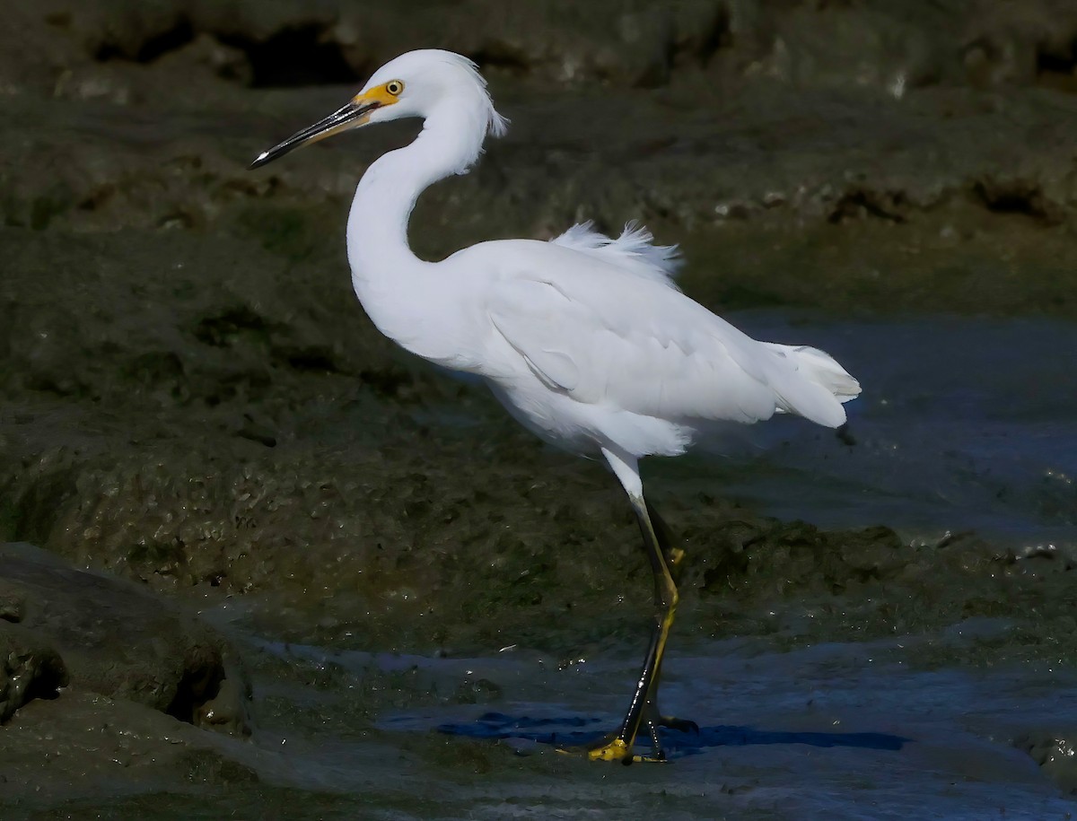 Snowy Egret - ML642691480