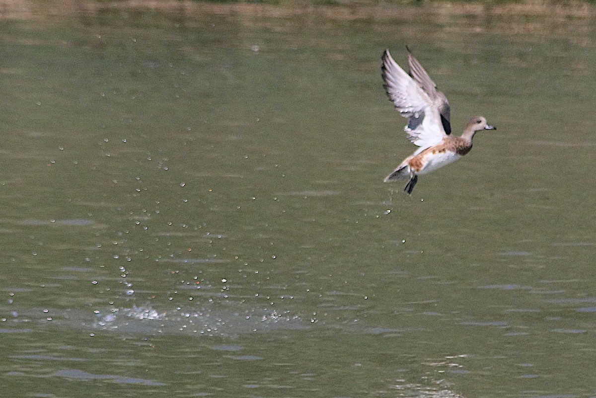 American Wigeon - ML642691481