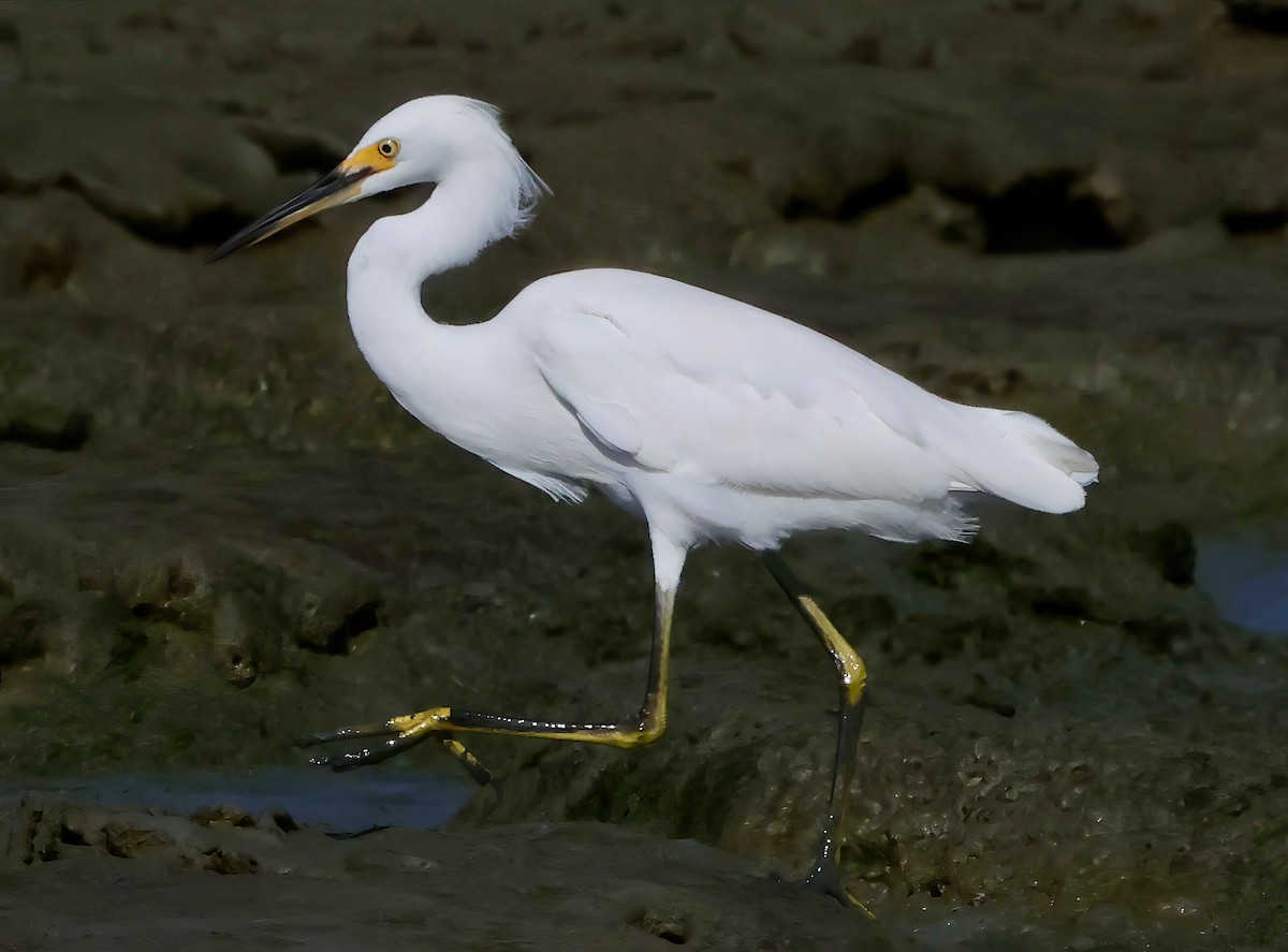 Snowy Egret - ML642691482