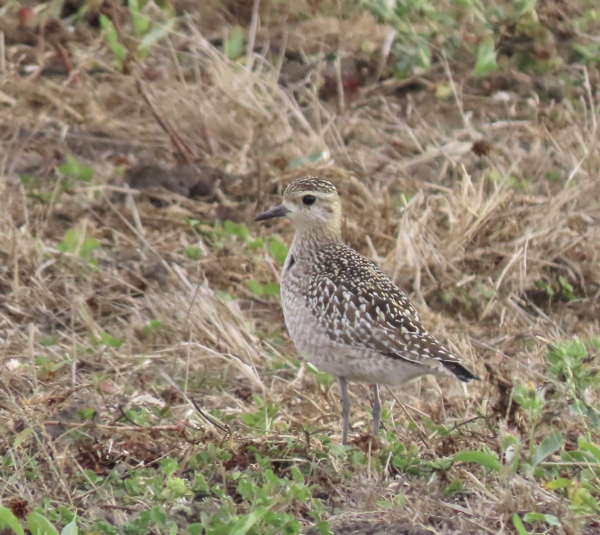 Killdeer - ML642691483
