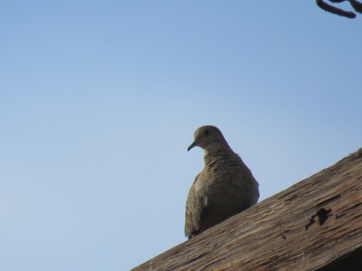 Mourning Dove - ML642691484