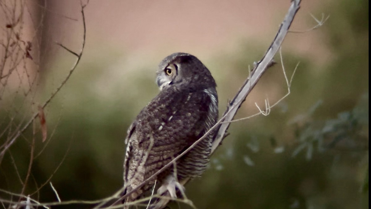 Great Horned Owl - ML642691485