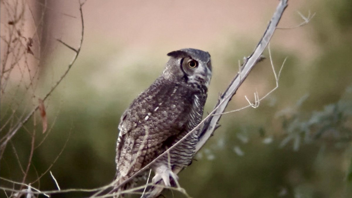 Great Horned Owl - ML642691486