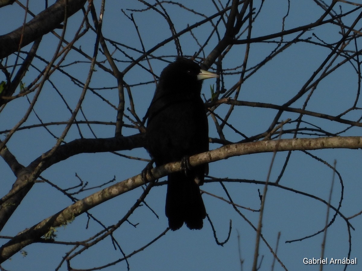 Solitary Black Cacique - ML642691487
