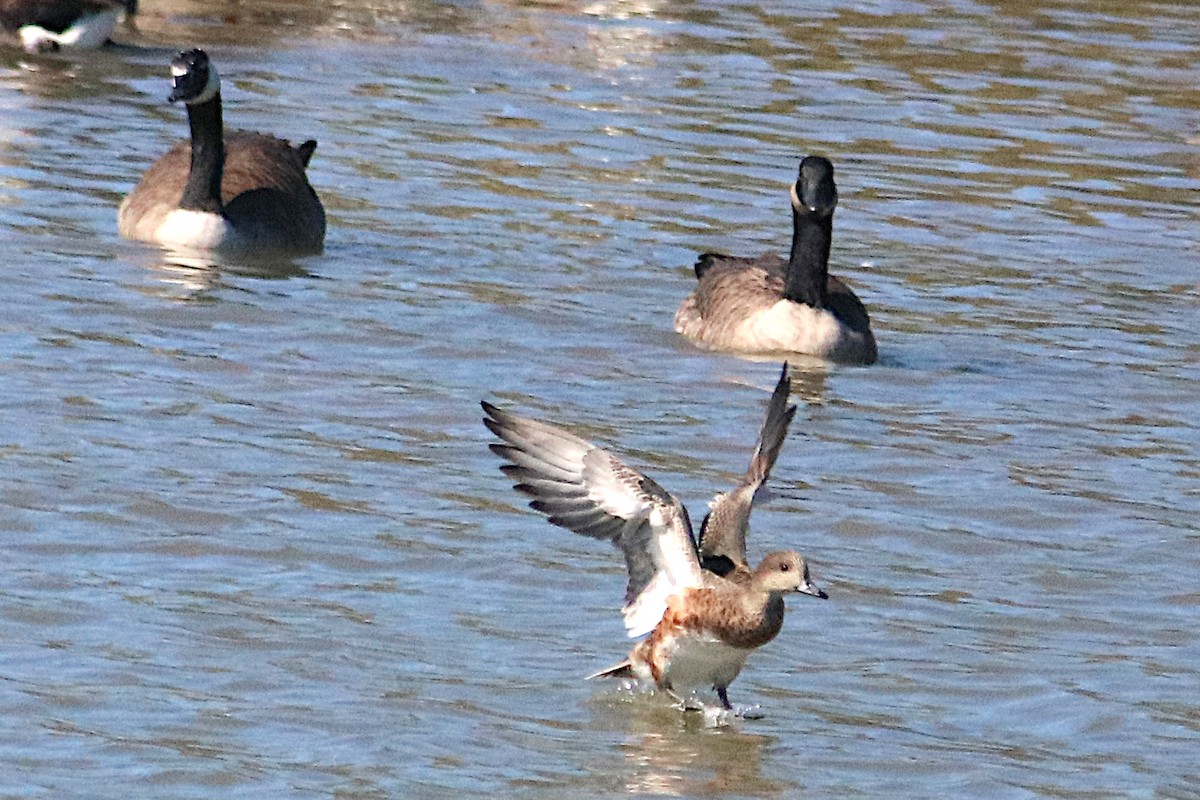 American Wigeon - ML642691488