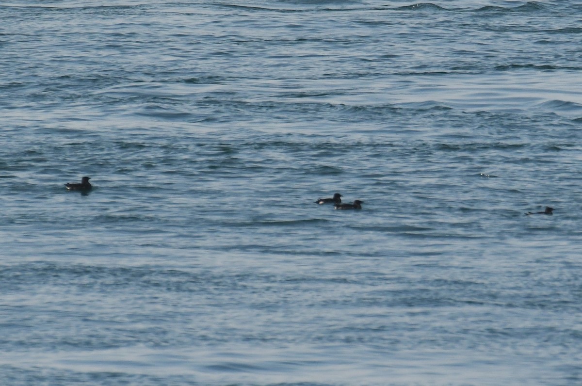 Rhinoceros Auklet - ML642691489